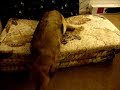 Camille Guilty Dog Video (Response to Denver Guilty Dog)