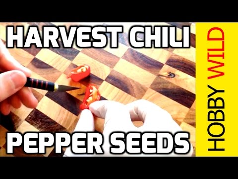how to harvest ghost peppers