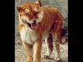 Wiered Animals