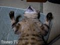 ツネオ君の尻尾♪ tail cat tsuneo