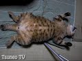 ツネオ君の尻尾♪ tail cat tsuneo