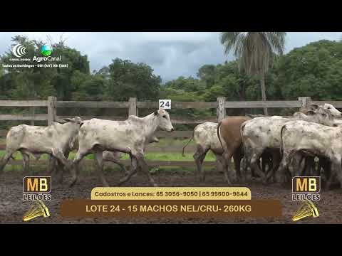 540� LEIL�O VIRTUAL MB LEIL�ES