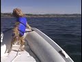 かわいい犬動画