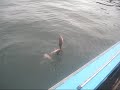 THE BLUE ICE REPORT from NEWFOUNDLAND