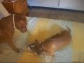 TORA Y TURBO