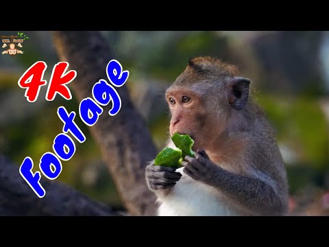 Những Cảnh Quay Đẹp Chất Lượng 4K Về Loài Khỉ Tập 43