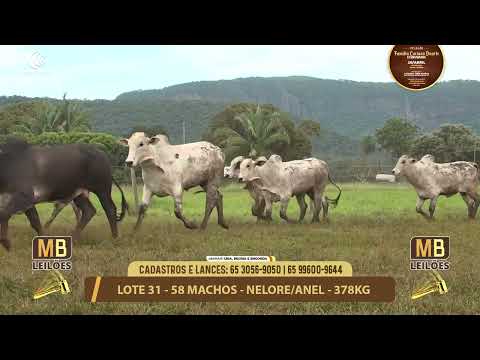 11� LEIL�O FAM�LIA LUCIANO DUARTE E CONVIDADOS