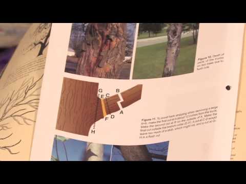 how to prune a lemon tree nz