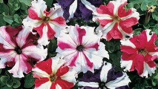 Growing and using Petunias