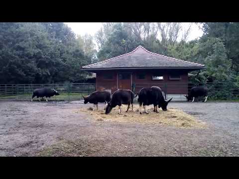 Gayal (Urform Gaur) im Tierpark Berlin - 09 / 2017 -  ...