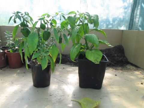 how to replant chilli plants