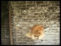 Cat Clock Cat Clock