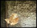 Cat-Clock