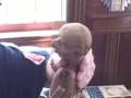 videos de Ventriloquist Central-Original Frank Marshall Marionette