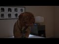 Bath Time: I swear this is almost what it is like when I try to give my dog a bath at times. She is about the same size as Hooch.