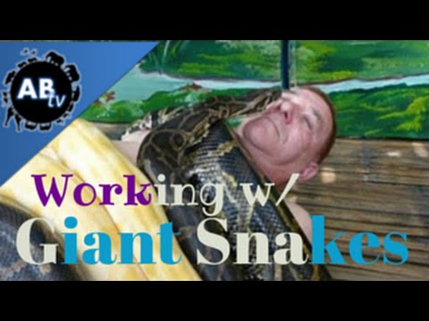 YouTube reptile video
