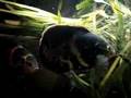 Astronotus ocellatus