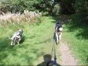 More bikejoring fun with my dogs - a siberian husky and a dalmatian, at Thetford, Norfolk, UK