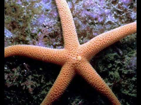 Los peces | Como somos los seres vivos.