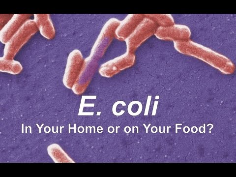 how to get rid of e coli bacteria in urine