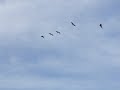 Sandhill Cranes in Okefenokee 1/2/07 part 1