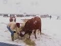A Cow and Her Boy A Cow and Her Boy