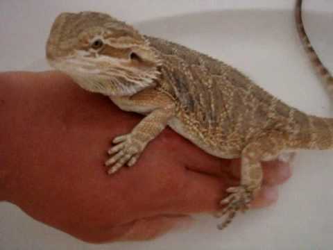 how to cure impaction bearded dragon