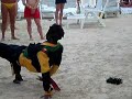 jamican dance party jamican dance party