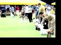 Arenas Wire Fox Terrier - Dog Shows