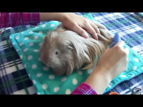 how to dye guinea pigs hair