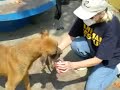 Animals In Peru Affected by Quake Need Help