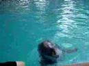 My Interaction with Dolphins II