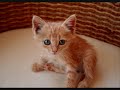 CUTE BABY KITTENS!!!! CUTE BABY KITTENS!!!!