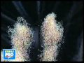 Burj Khalifa Fireworks