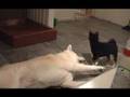 Akita and shiba
