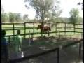 Parot Horses : Z Let´s Talk About