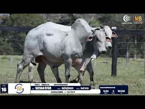 2� DE OLHO NA FAZENDA NELORE SESMARIAS