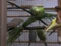 How we keep our budgies