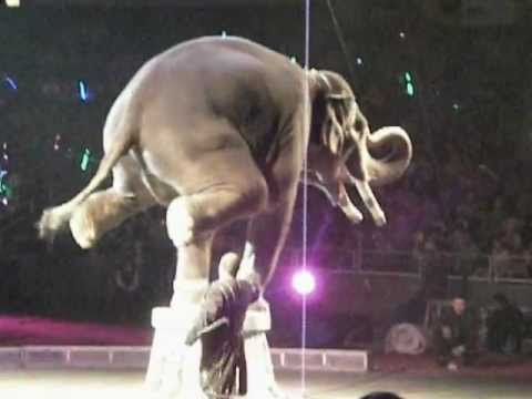 circus acrobats