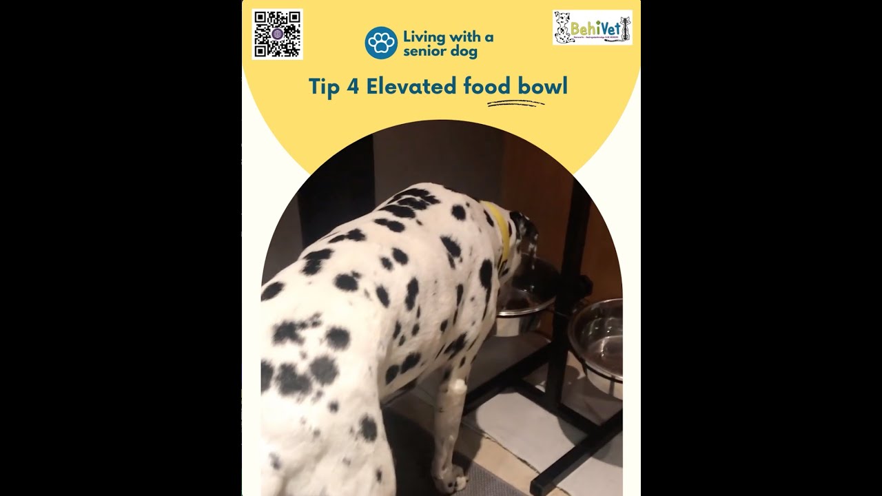 TIP 4 – Elevated food bowl for more comfort