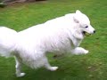 Samoyed