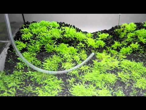 how to grow utricularia graminifolia emersed