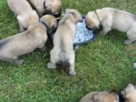 english mastiff