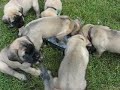 English Mastiff Puppies - 5 weeks old