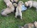 English Mastiff Puppies - 5 weeks old