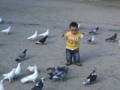 Following the pidgeons.
