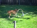 Boxer Attacks Sprinkler