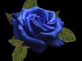 una rosa blu una rosa blu