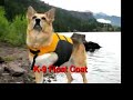 Help Three Legged Dogs Swim with Float Coat Dog Life Jacket