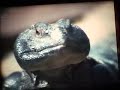 Le “dhob”; lézard des rocailles